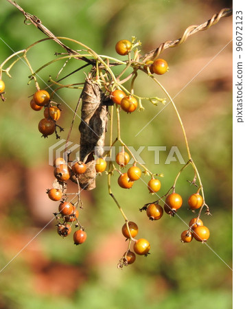Hexokazura fruit 96072123
