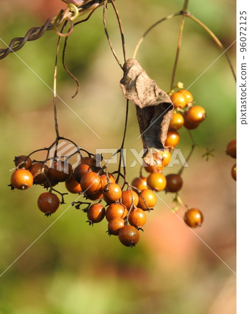 Hexokazura水果 96072125