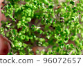 cultivation of microgreens radishes in home conditions 96072657