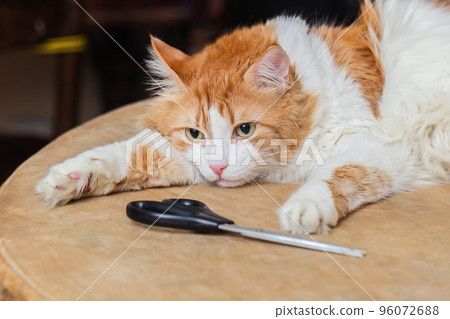 White-red cat and scissors on table 96072688