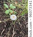 Small mushrooms 96073341