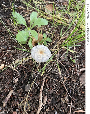 Small mushrooms 96073341