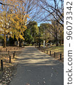 Autumnal leaves park 96073342
