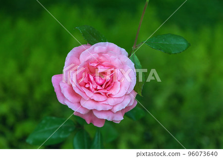 Rose in garden 96073640