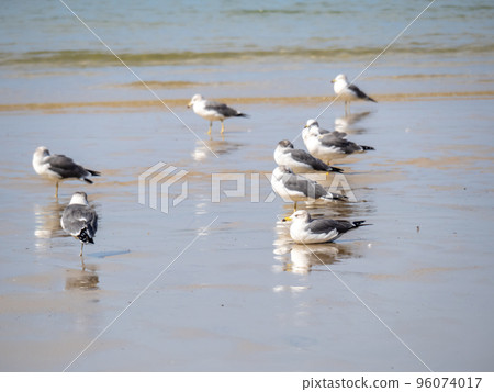 平靜的大海沙灘與海鳥。 平靜的大海沙灘與海鳥。 96074017