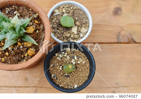 A potted succulent plant on the table 96074087