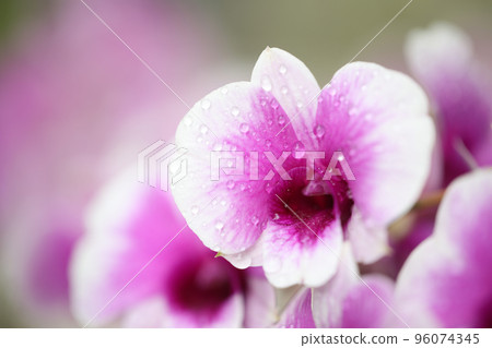 Pink orchid flower macro closeup 96074345