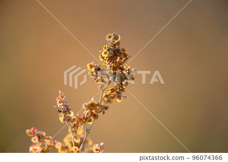 Atriplex Atriplex 96074366