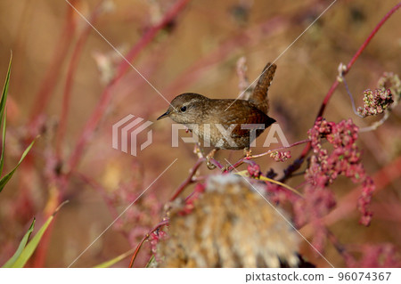 Wren in red colors Wren in red colors 96074367
