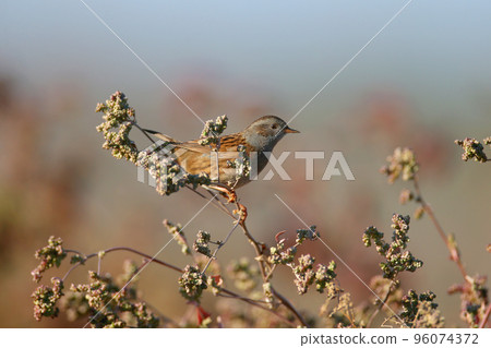 The dunnock (Prunella modularis) The dunnock (Prunella modularis) 96074372