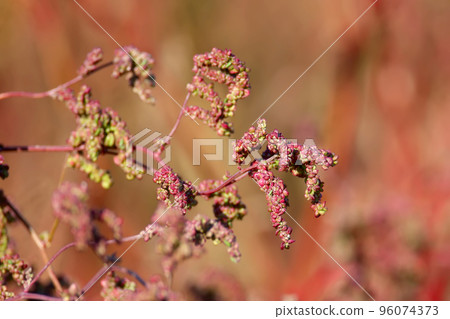 Atriplex Atriplex 96074373