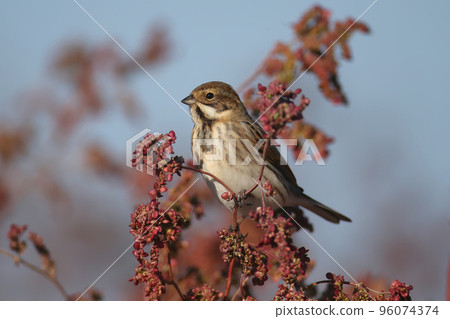 The common reed bunting (Emberiza schoeniclus) The common reed bunting (Emberiza schoeniclus) 96074374