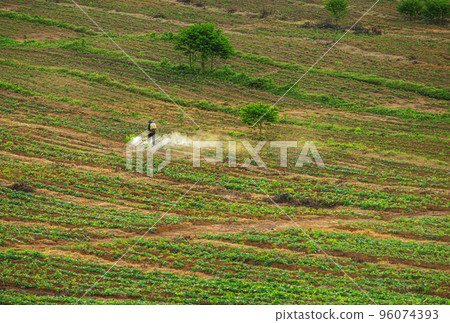 Rubber plantation farming area in the south of Thailand Rubber plantation farming area in the south of Thailand 96074393