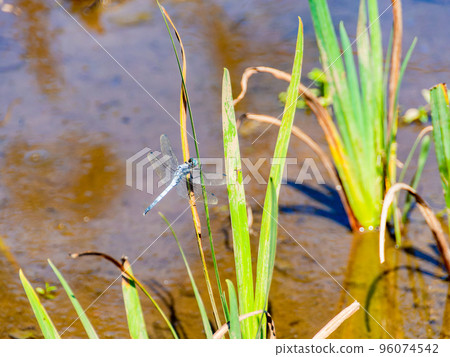 Autumn scenery: White dragonfly perched on the stems left in the iris field Autumn scenery: White dragonfly perched on the stems left in the iris field 96074542