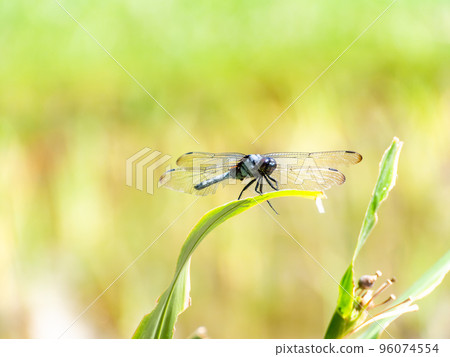 秋天的風景:白蜻蜓棲息在鳶尾花的莖上 秋天的風景:白蜻蜓棲息在鳶尾花的莖上 96074554