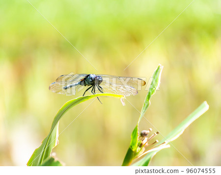 秋天的風景：白蜻蜓棲息在鳶尾花的莖上 96074555