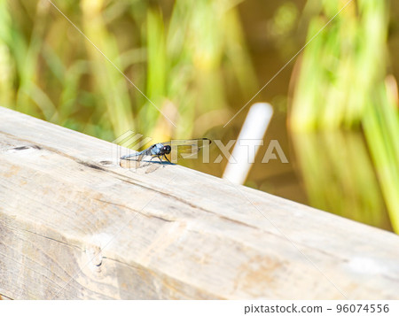 秋天的風景：白蜻蜓棲息在鳶尾花的莖上 96074556