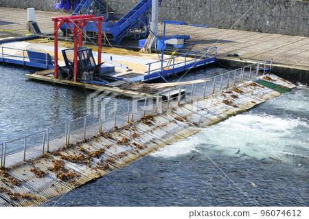 A lot of salmon and Indian water mills that ran up the Chitose River in Hokkaido 96074612