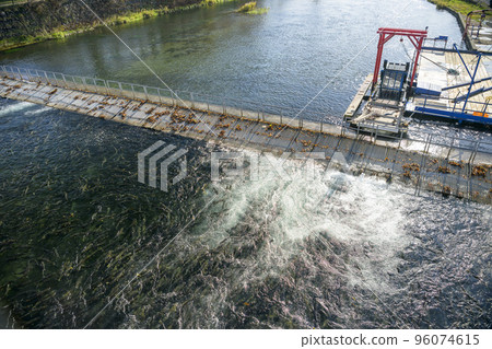 A lot of salmon and Indian water mills that ran up the Chitose River in Hokkaido A lot of salmon and Indian water mills that ran up the Chitose River in Hokkaido 96074615