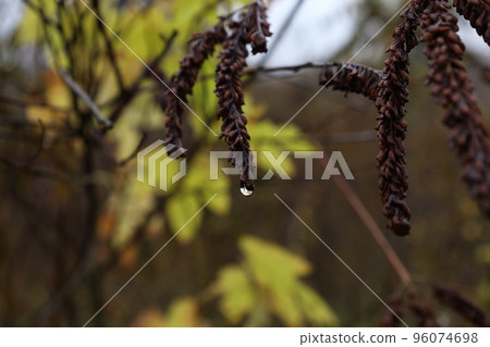 Raindrops in the autumn forest, closeup 96074698