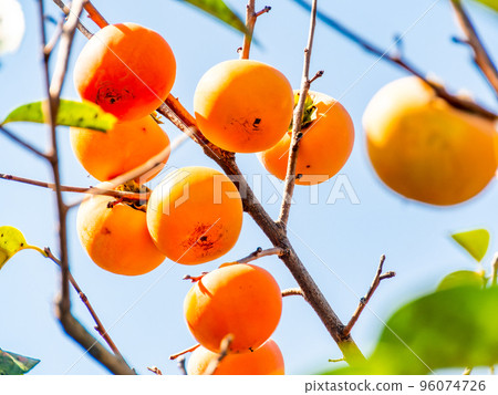 An autumn tradition, delicious-looking persimmons against the blue sky An autumn tradition, delicious-looking persimmons against the blue sky 96074726
