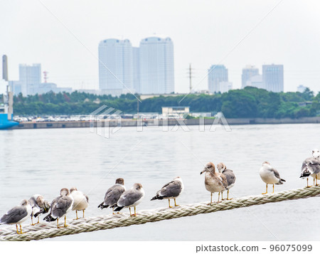 View of the harbor Seagulls perched on a rope, with the buildings of Kaihin Makuhari in the background View of the harbor Seagulls perched on a rope, with the buildings of Kaihin Makuhari in the background 96075099