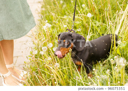 woman walks with the dog on a leash in a field of dandelions . dachshund near a woman's feet woman walks with the dog on a leash in a field of dandelions . dachshund near a woman's feet 96075351