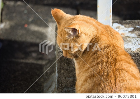 可愛的棕色老虎流浪貓 96075801