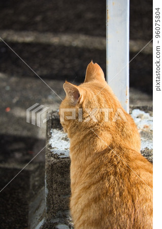 可愛的棕色老虎流浪貓 96075804