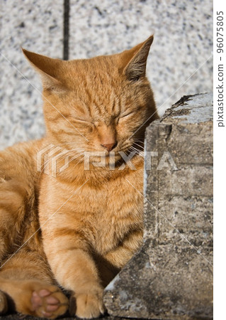 可愛的棕色老虎流浪貓 可愛的棕色老虎流浪貓 96075805