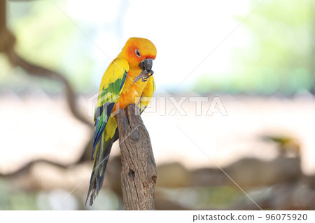 The mini parrot bird on stick tree The mini parrot bird on stick tree 96075920