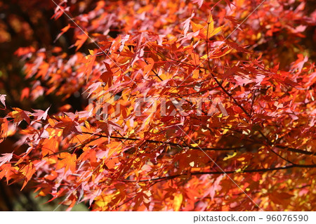 Maple in the sunlight 96076590