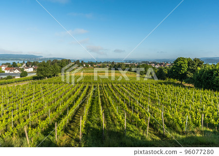 Grapevines on Reichenau Island, Baden-Wuerttemberg, Germany 96077280