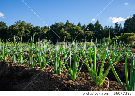 Onion field 96077383