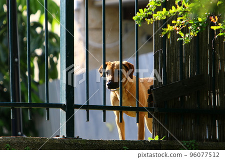Dog on a walk in a city park in Israel. Dog on a walk in a city park in Israel. 96077512
