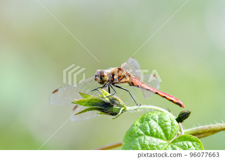 Red dragonfly 96077663