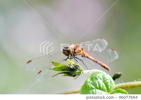 紅蜻蜓 96077664