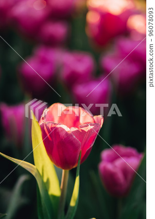 Red white Tulip flower in close up 96078093