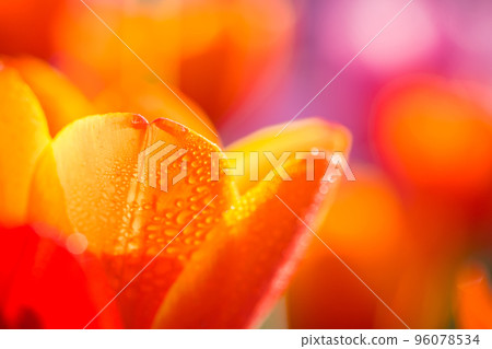 Orange Tulip flower in close up with raindrop Orange Tulip flower in close up with raindrop 96078534
