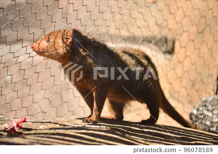 Long-nosed kusimanse (Common kusimanse) in a cage of a zoo. A wild animal, a species of mammal in the mongoose family found in West Africa. A poor animal with dark reddish brown fur in captivity. Long-nosed kusimanse (Common kusimanse) in a cage of a zoo. A wild animal, a species of mammal in the mongoose family found in West Africa. A poor animal with dark reddish brown fur in captivity. 96078589