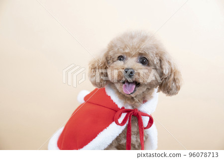 穿著聖誕老人服裝的微笑玩具貴賓犬的半身像 穿著聖誕老人服裝的微笑玩具貴賓犬的半身像 96078713