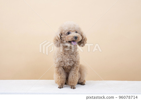 米色後背微笑的玩具貴賓犬 96078714