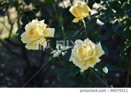Yellow roses blooming in the autumn rose garden Yellow roses blooming in the autumn rose garden 96079311