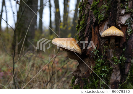 Hemipholiota mushroom in the autumn forest 96079380