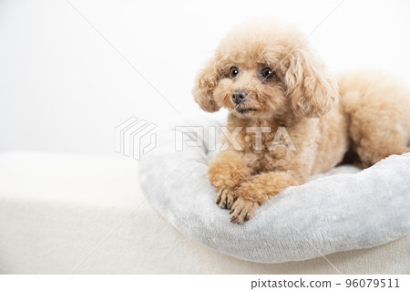 玩具貴賓犬在床上放鬆 96079511