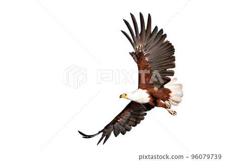 Fish eagle beautifully flying on isolated white background 96079739