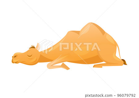 Brown Camel as Even-toed Ungulate Desert Animal Lying and Sleeping Vector Illustration Brown Camel as Even-toed Ungulate Desert Animal Lying and Sleeping Vector Illustration 96079792