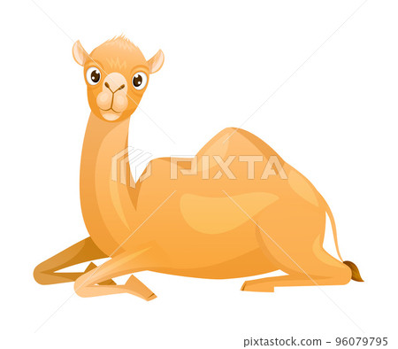Brown Camel as Even-toed Ungulate Desert Animal Sitting on the Ground Vector Illustration Brown Camel as Even-toed Ungulate Desert Animal Sitting on the Ground Vector Illustration 96079795