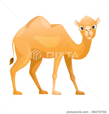 Brown Camel as Even-toed Ungulate Desert Animal Standing Vector Illustration Brown Camel as Even-toed Ungulate Desert Animal Standing Vector Illustration 96079798