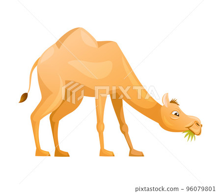 Brown Camel as Even-toed Ungulate Desert Animal Chewing Grass Vector Illustration Brown Camel as Even-toed Ungulate Desert Animal Chewing Grass Vector Illustration 96079801